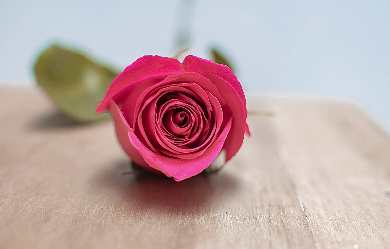 Помада that's mauvie. Роза сорт мемори лейн. Белые розы картинки красивые. Ханни роуз цветок. Ve rose.