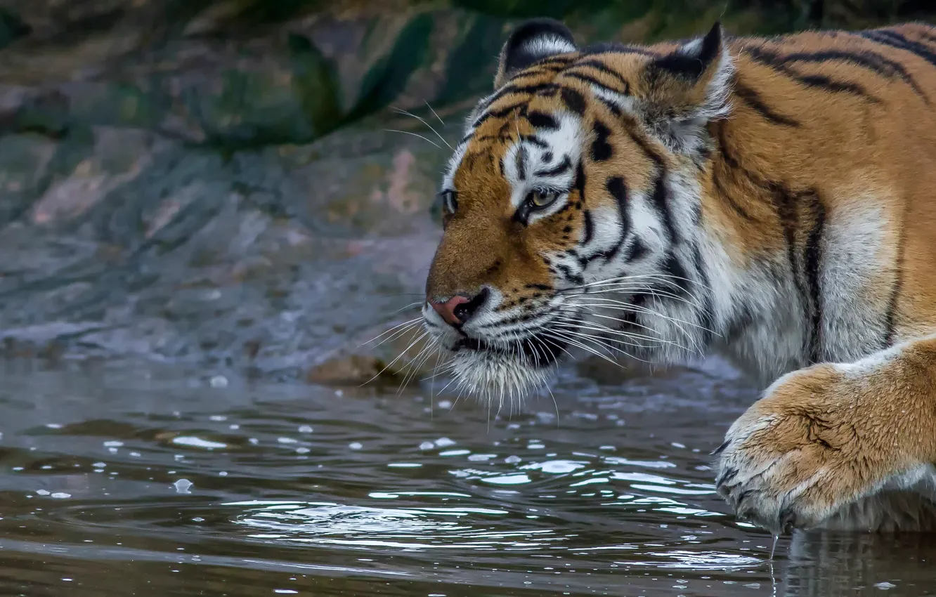 Фото обои морда, вода, тигр, лапа, дикая кошка