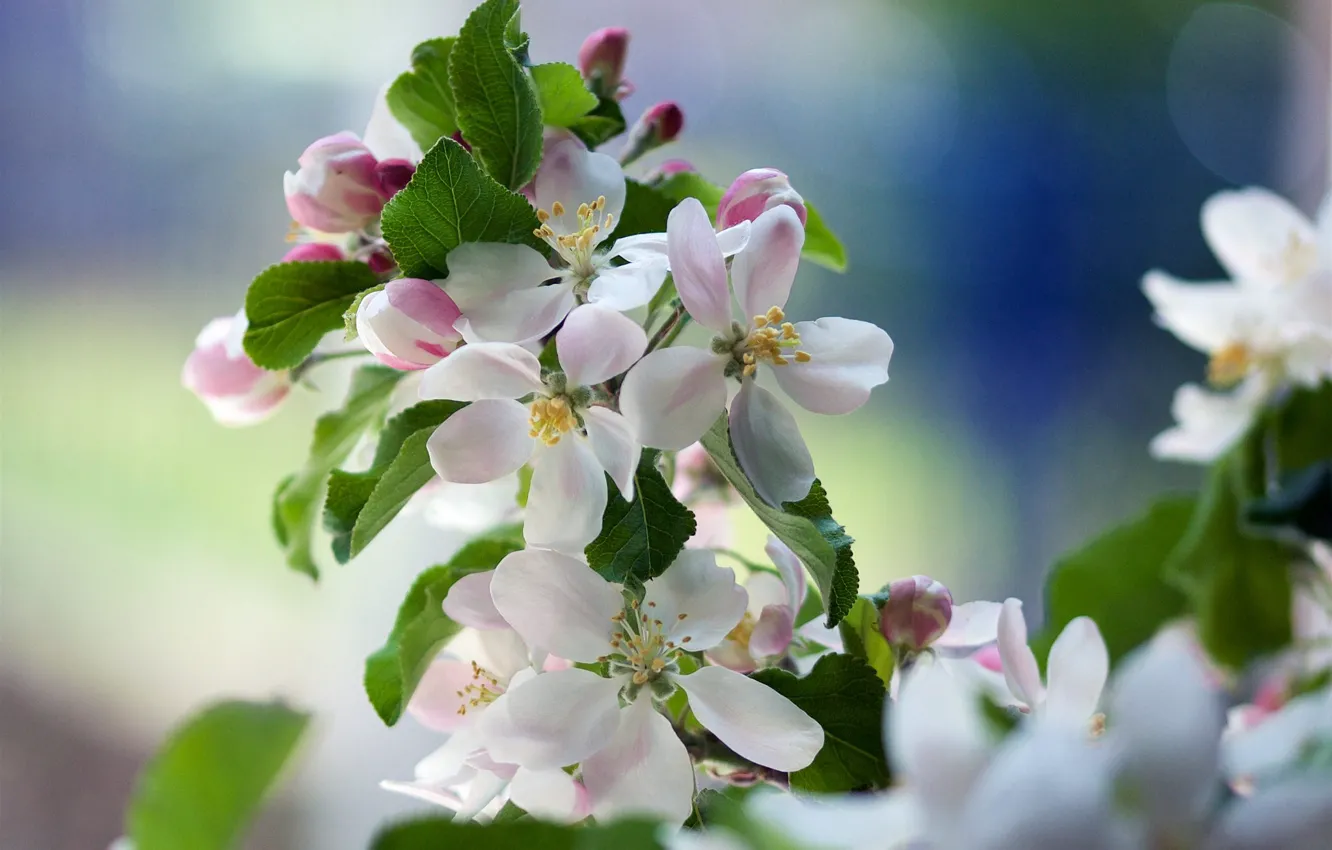 Фото обои ветка, весна, яблоня