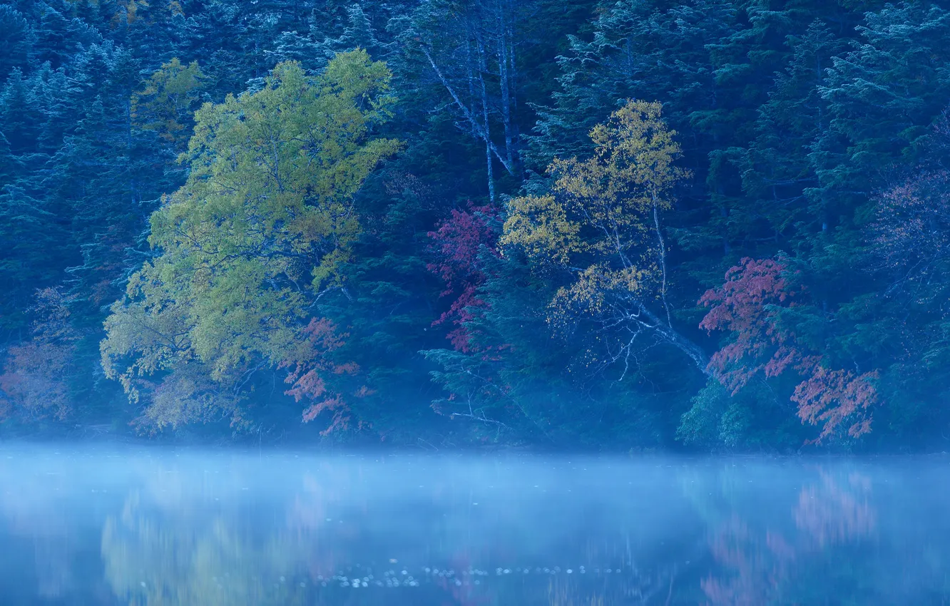 Фото обои лес, деревья, туман, озеро