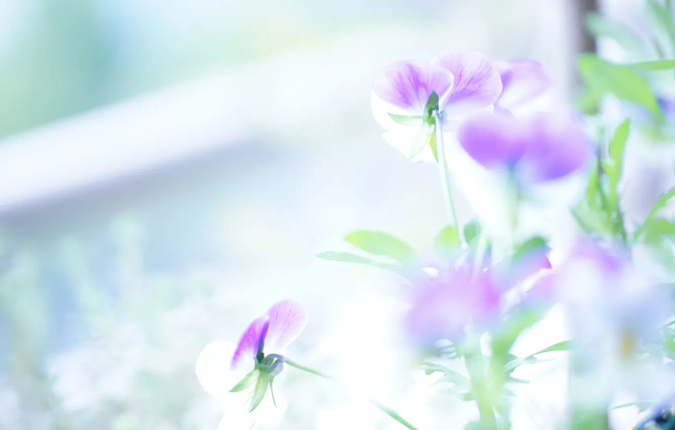 Фото обои цветы, нежные, светло, виола
