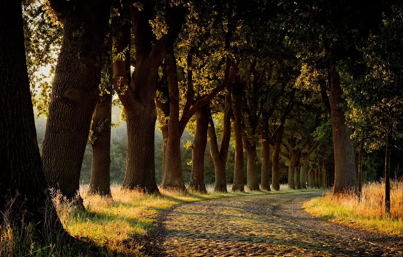 Фото обои дорога, деревья, аллея