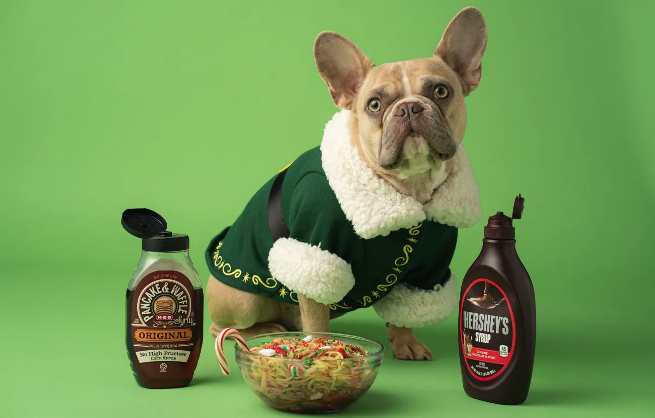 Фото обои еда, собака, Рождество, костюм, Новый год, миска, сидит, зеленый фон