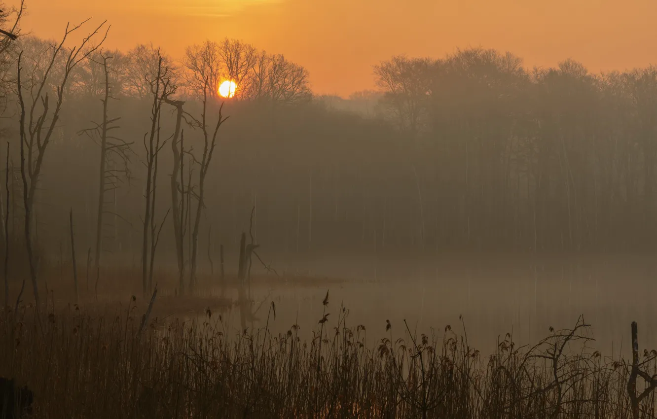 Фото обои туман, озеро, восход, утро, Германия, Мекленбург-Передняя Померания, Национальный парк Мюриц