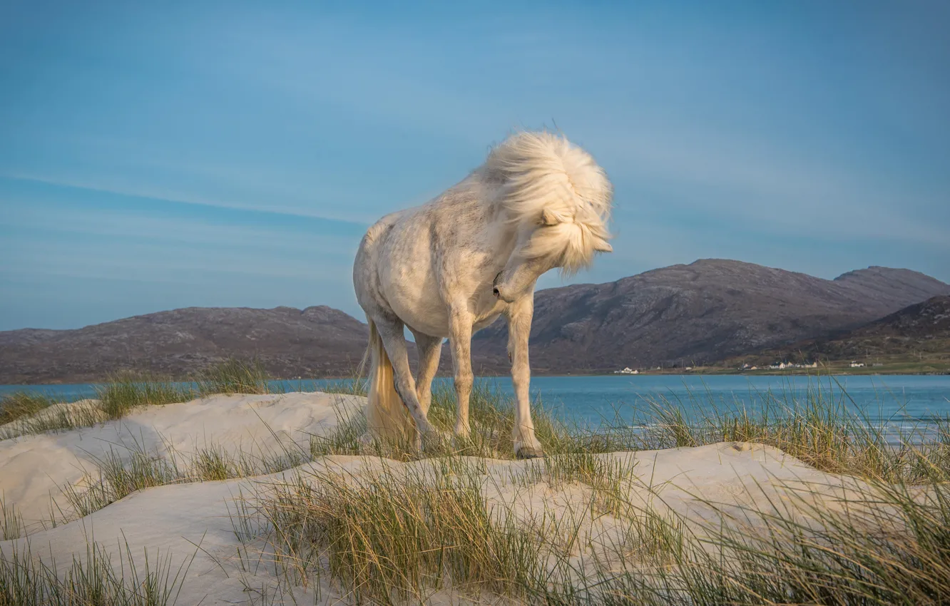 Фото обои песок, белый, трава, горы, природа, поза, река, конь