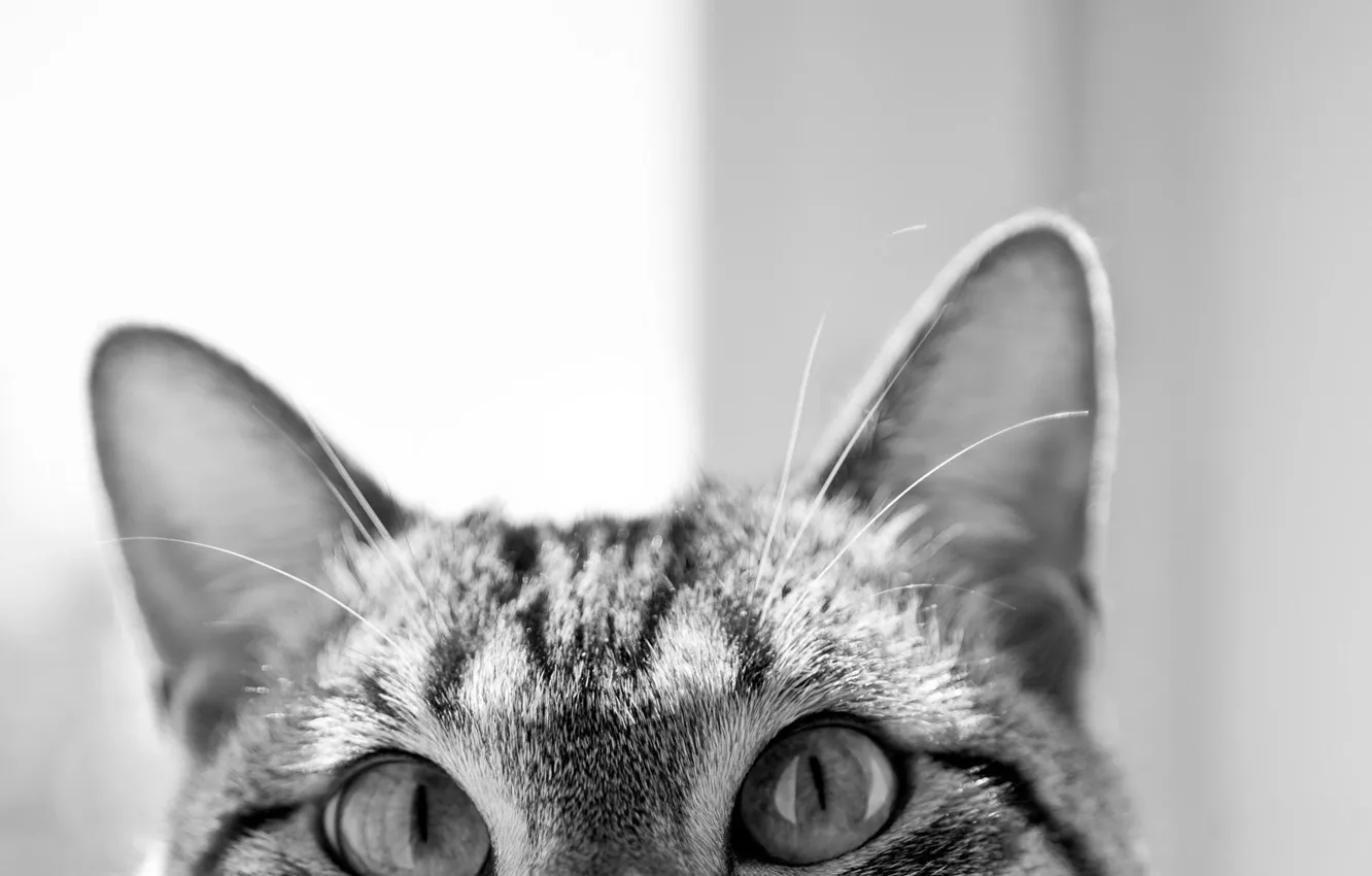 Фото обои глаза, кот, морда, cat