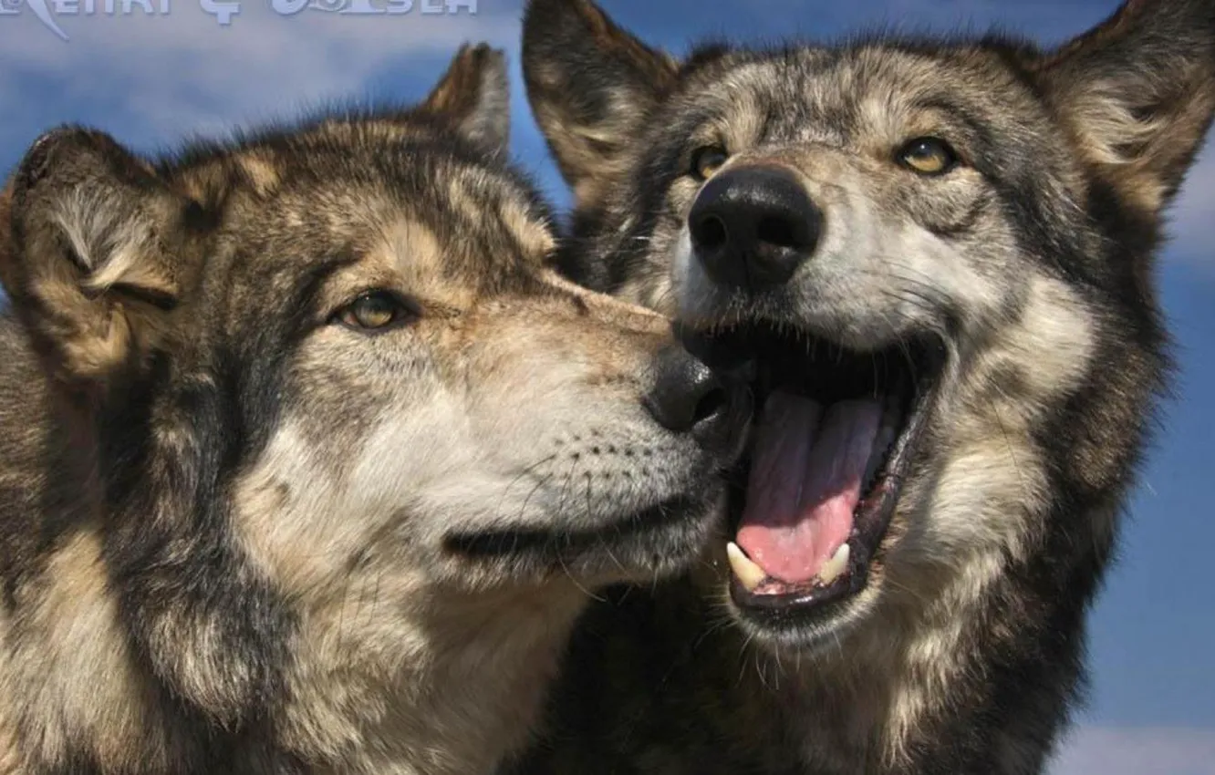Фото обои nature, predator, animal, wolf, wildlife, portrait, portrait., Canis lupus. face