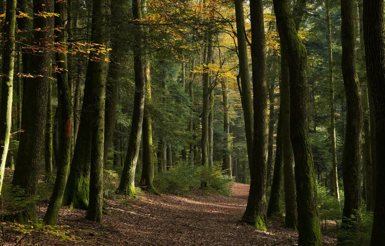 Фото обои осень, лес, свет, деревья, ветки, природа, аллея, тропинка