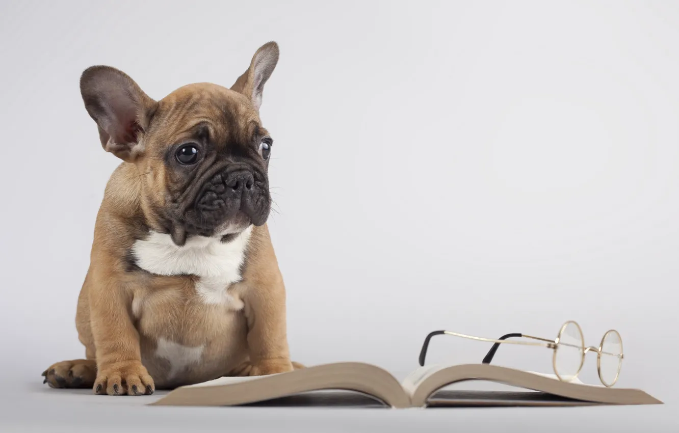 Фото обои собака, очки, книга