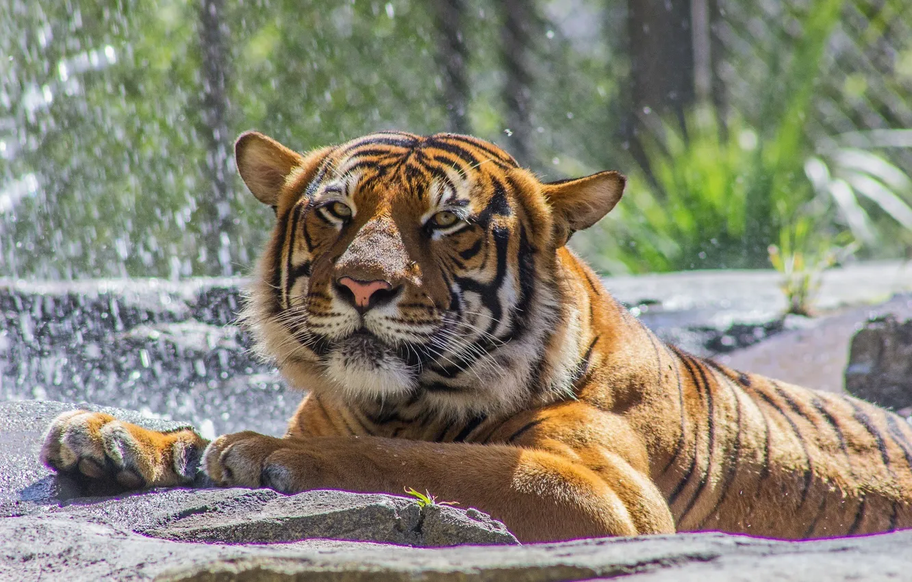 Фото обои морда, тигр, хищник, лапы, купание, дикая кошка, зоопарк