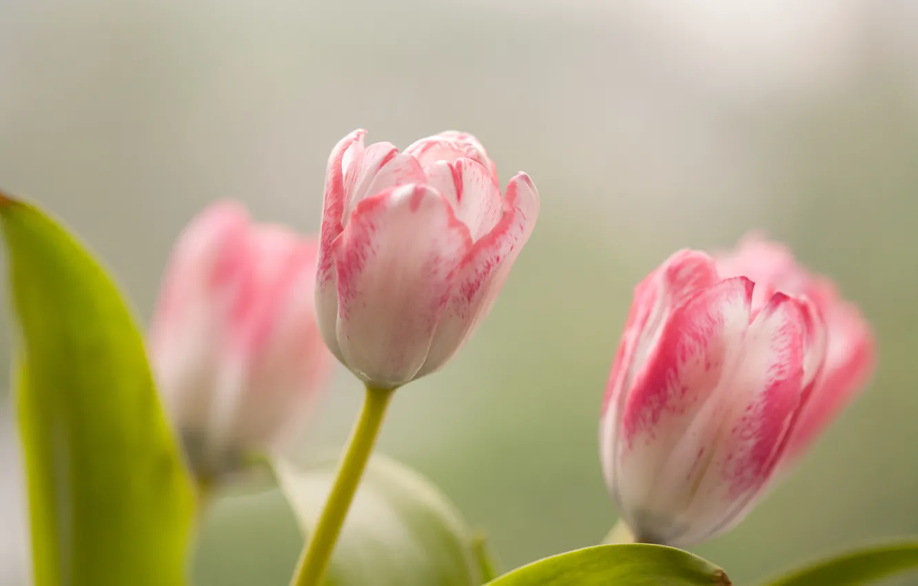 Фото обои листья, цветы, красота, тюльпаны
