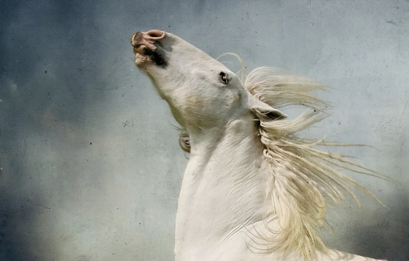Фото обои animal, white horse, stallion