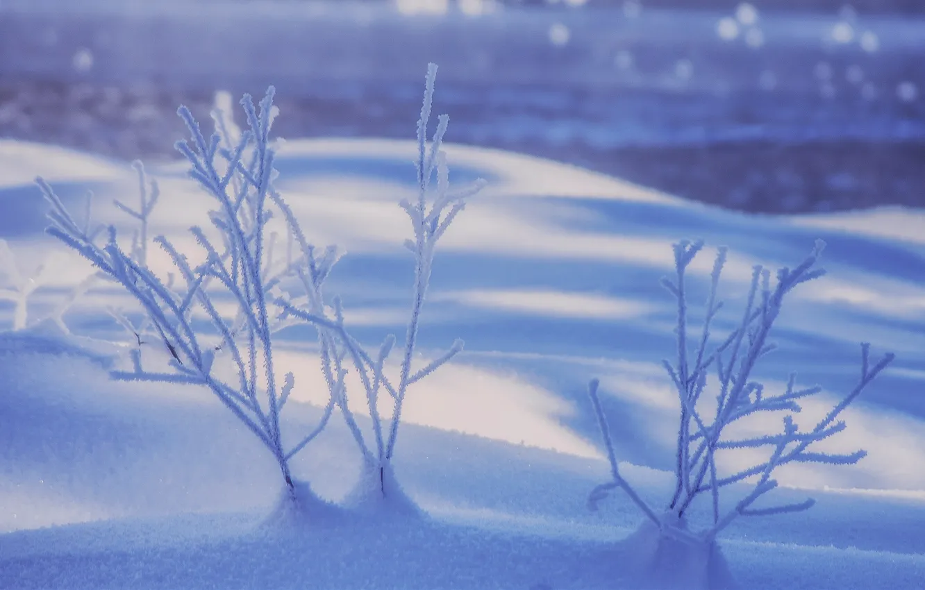 Фото обои зима, иней, снег, ветки, сугробы