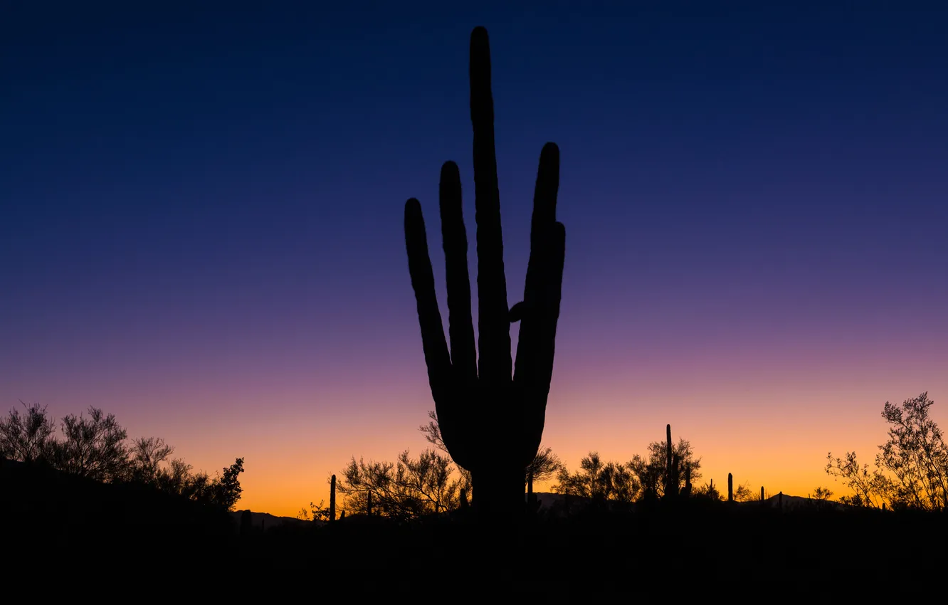 Фото обои пустыня, кактус, горизонт, силуэт, Аризона, зарево, США, Марана