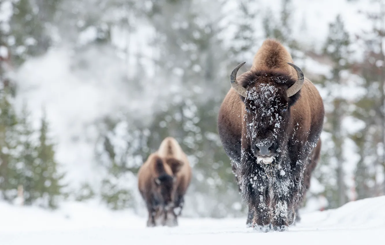 Фото обои зима, снег, бизоны