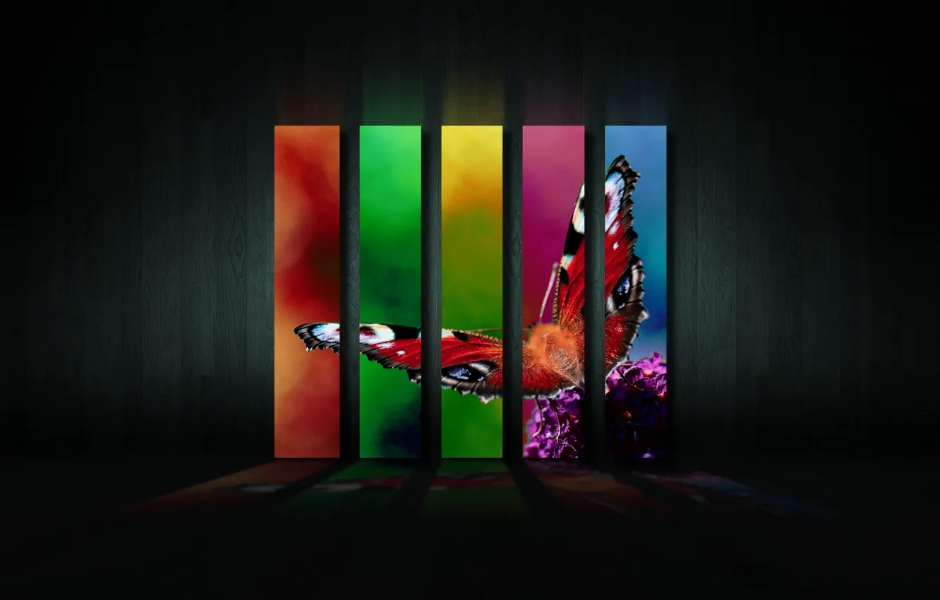 Фото обои цвета, стиль, бабочка, арт, дисплей, экран, colours, изображение
