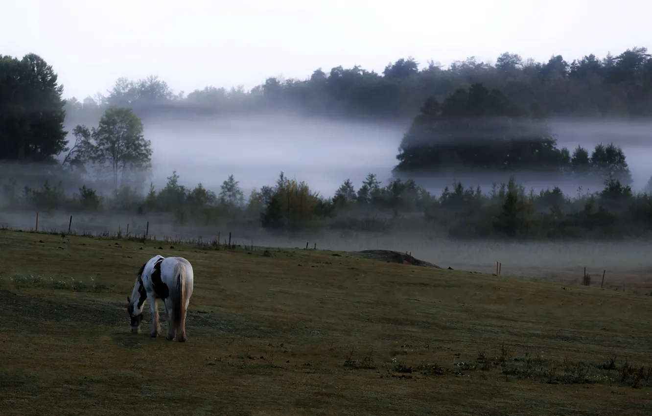 Фото обои поле, туман, конь