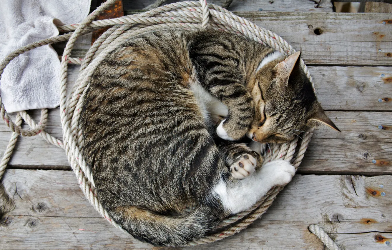 Фото обои кот, сон, верёрки