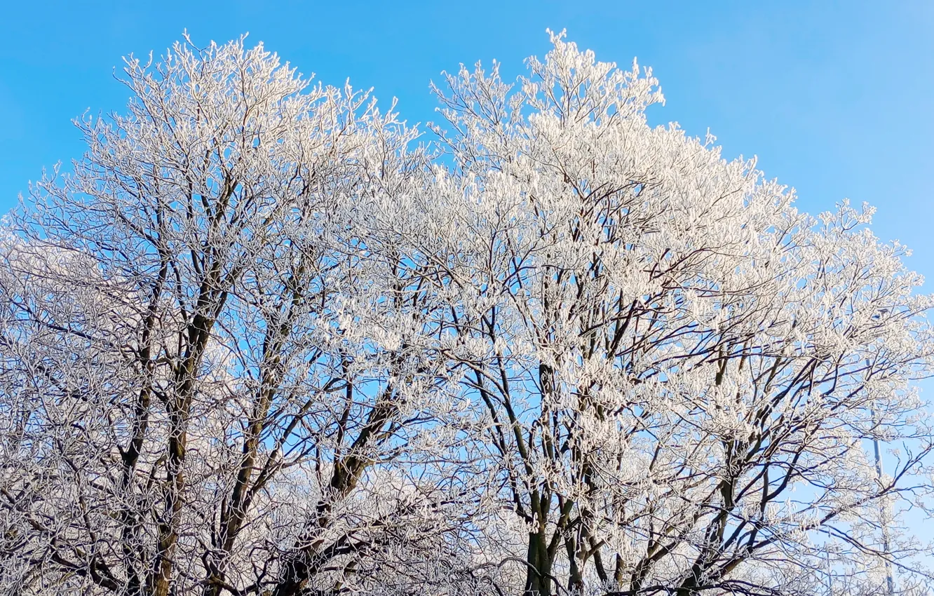Фото обои white, forest, snow, tree, frost