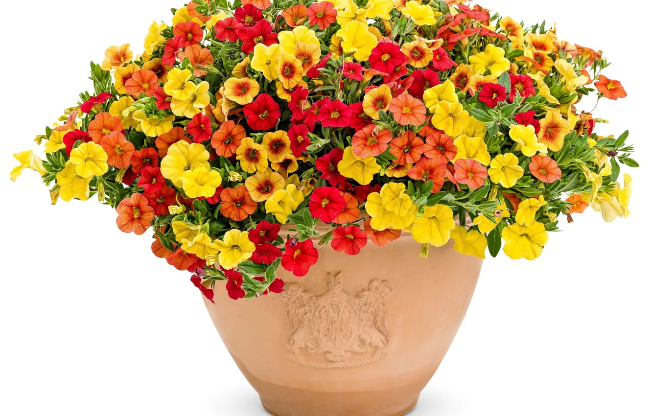 Фото обои белый, листья, цветы, фон, герб, орнамент, вазон, петуния