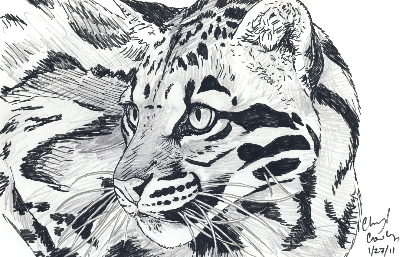 Фото обои глаза, усы, взгляд, животное, хищник, арт, леопард, карандаш
