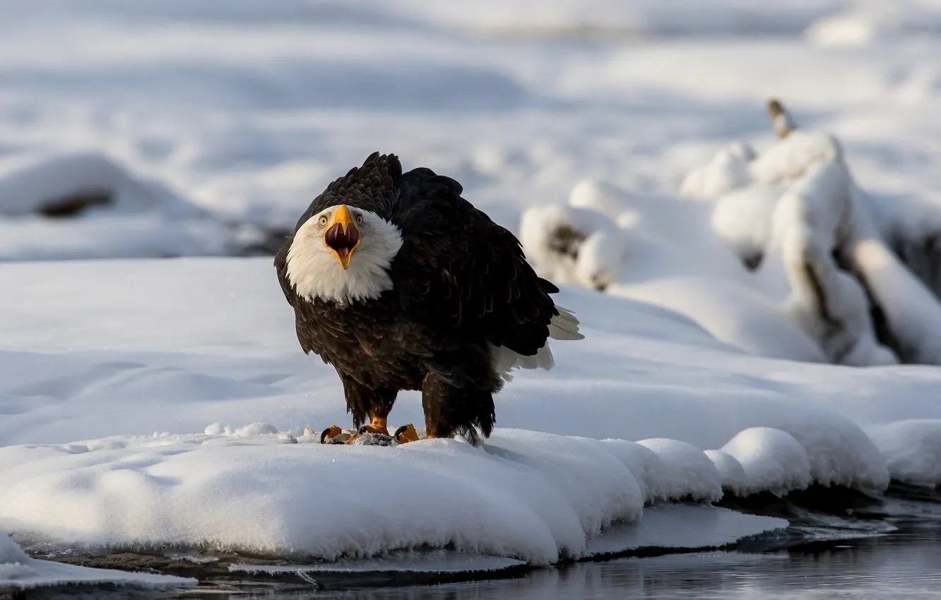 Фото обои зима, снег, птица, хищник, Белоголовый орлан