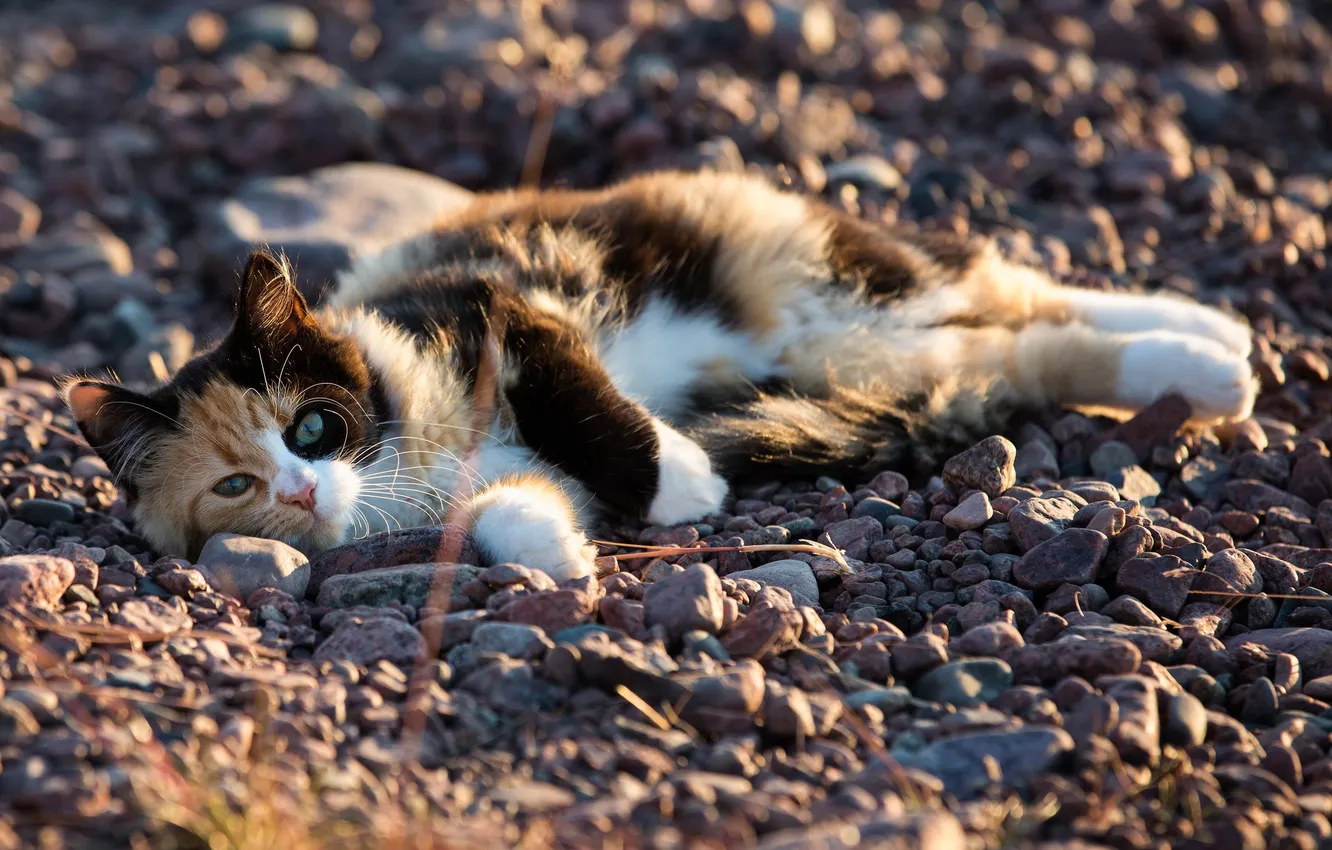 Фото обои кот, кошак, лежит, котяра, камушки