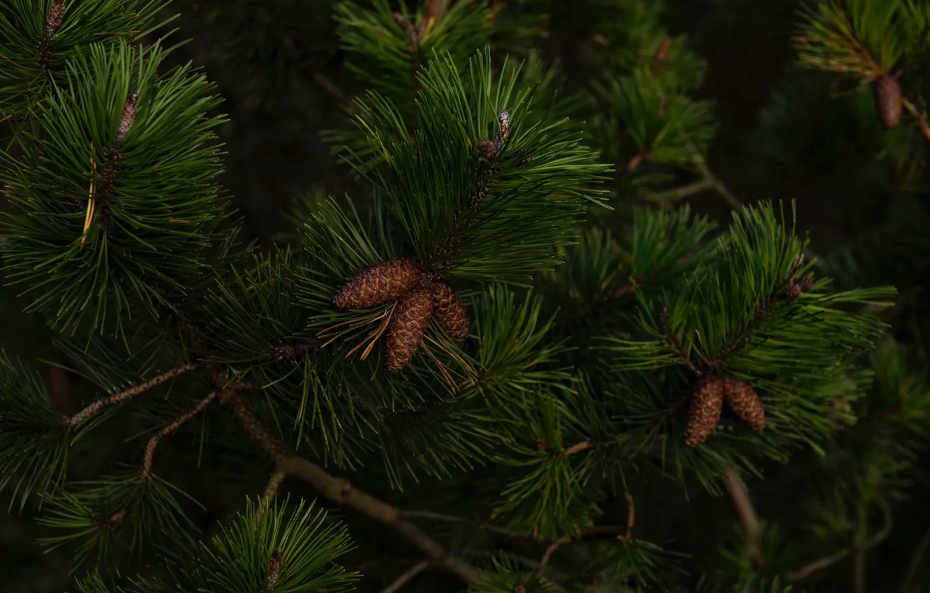 Фото обои green, nature, christmas tree