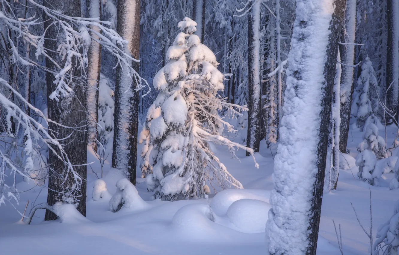 Фото обои зима, лес, снег, деревья, сугробы, Россия, Республика Коми, Иван Чаланов