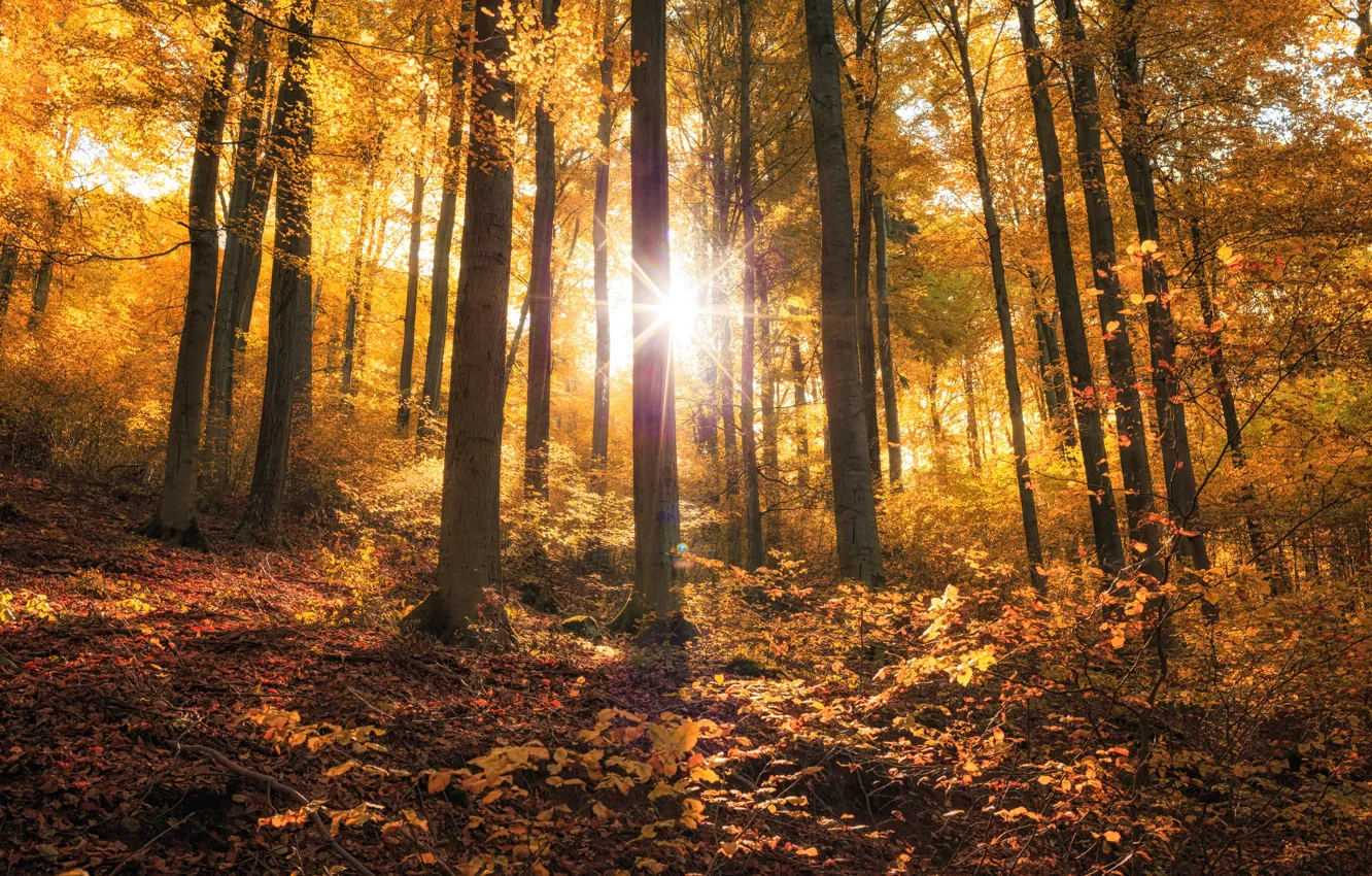 Фото обои осень, лес, листья, солнце, лучи, свет, деревья, природа