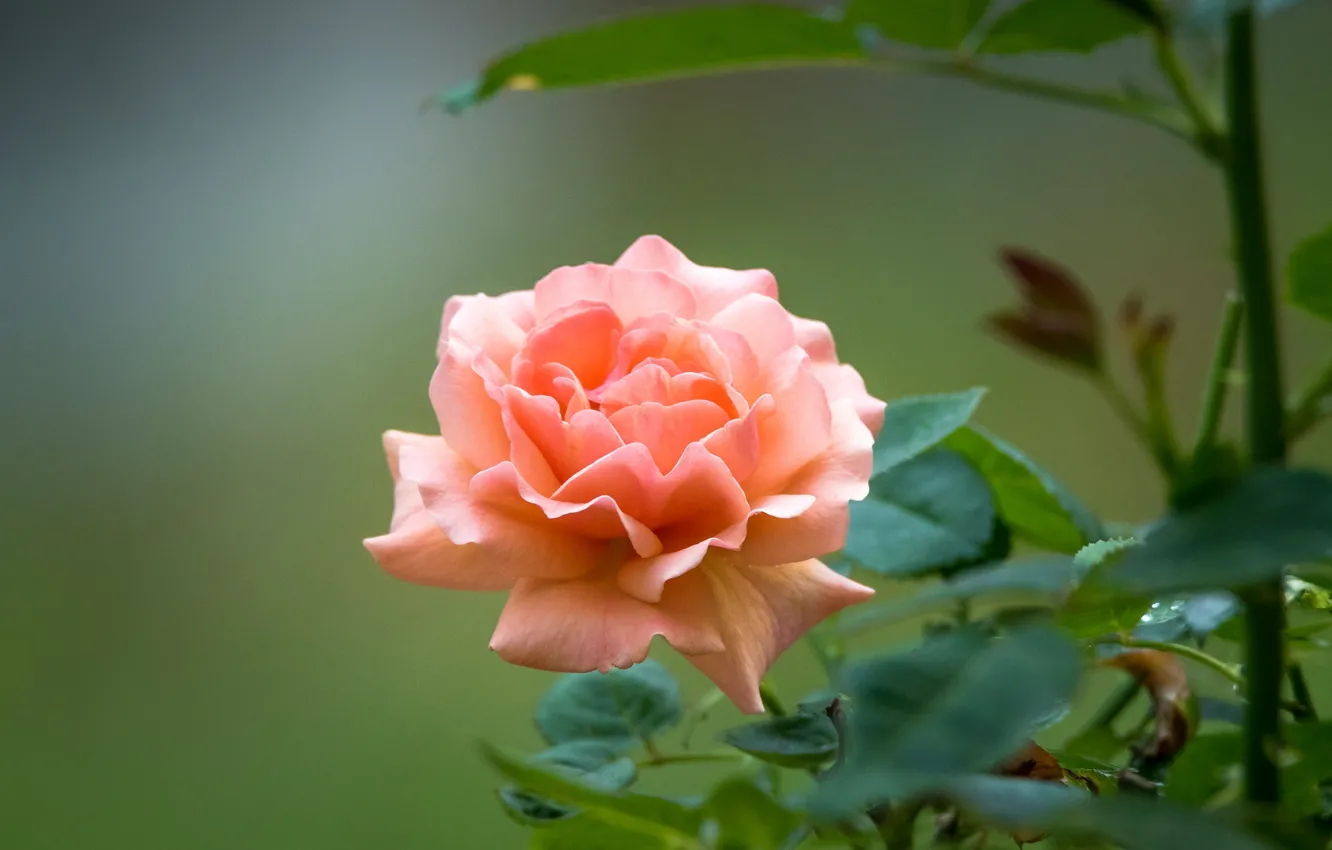 Фото обои роза, лепестки, персиковый