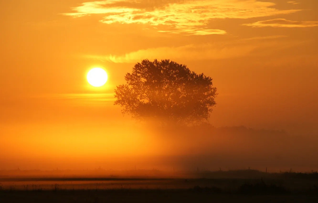 Фото обои деревья, туман, утро