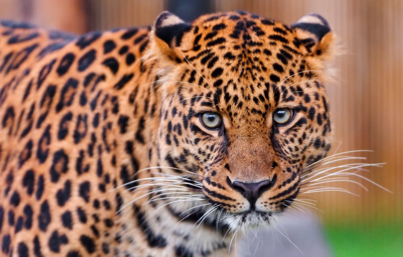 Фото обои взгляд, хищник, леопард