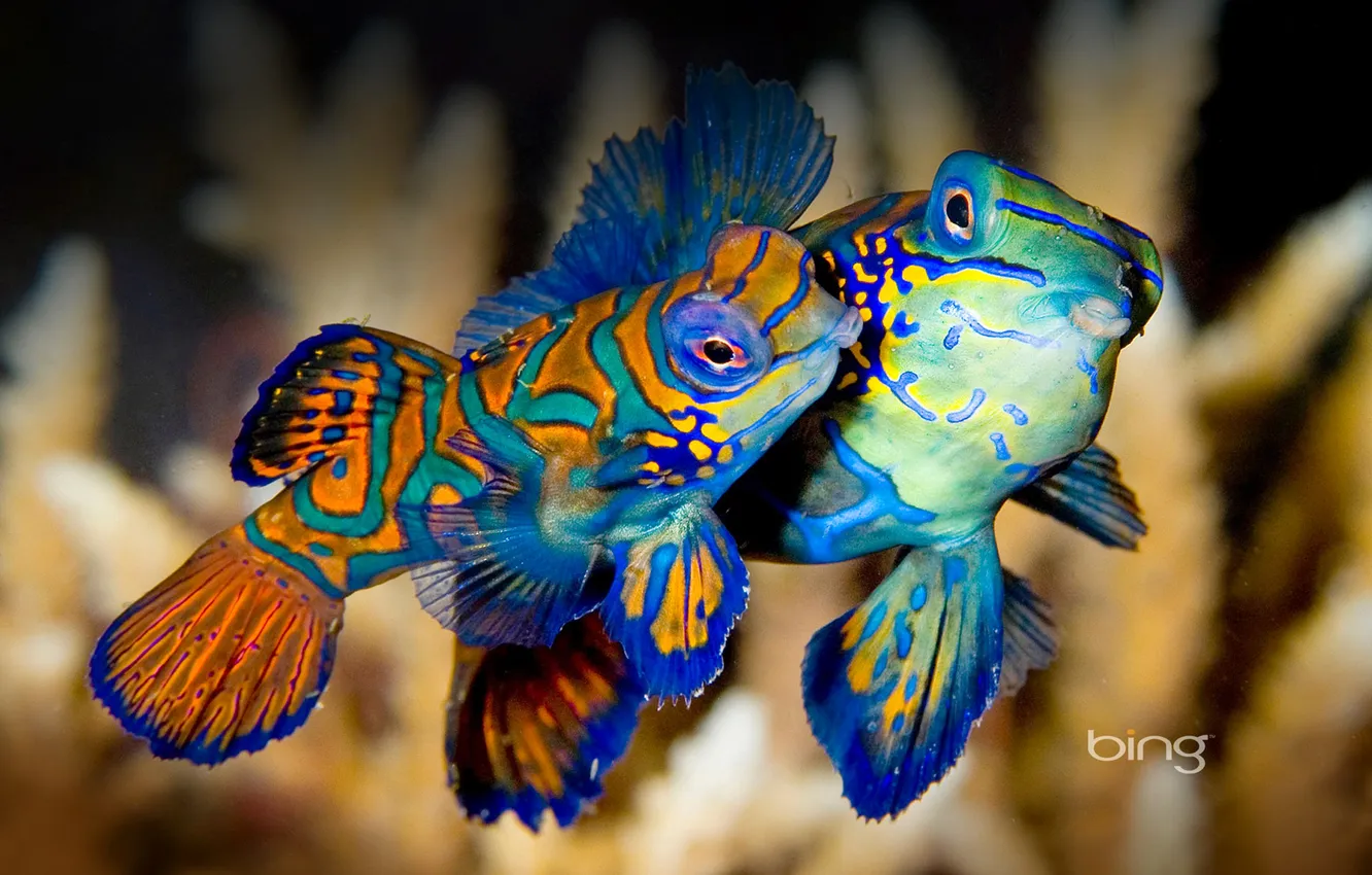 Фото обои море, вода, краски, цвет, рыба, экзотика, Indonesia, bunaken