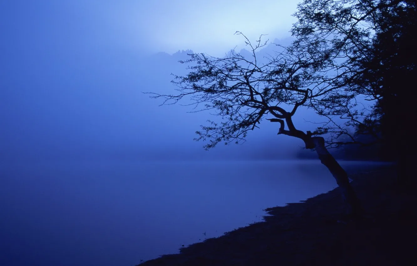 Фото обои синий, дерево, берег