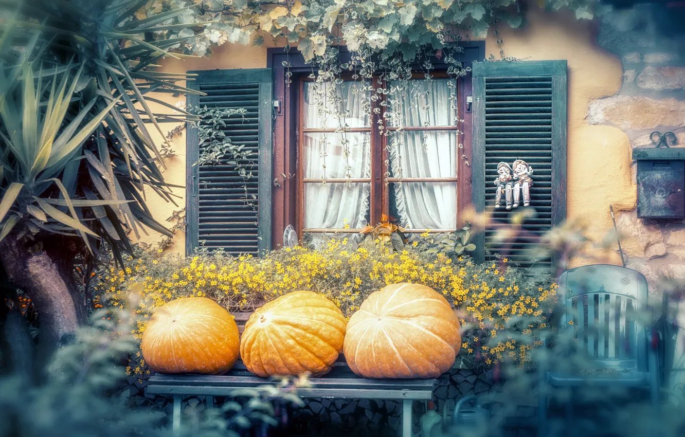 Фото обои осень, цветы, дом, тыквы, дворик, экстерьер
