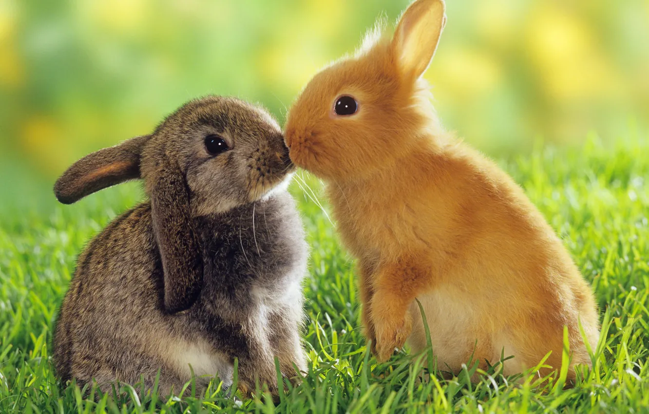 Фото обои животные, любовь, кролики