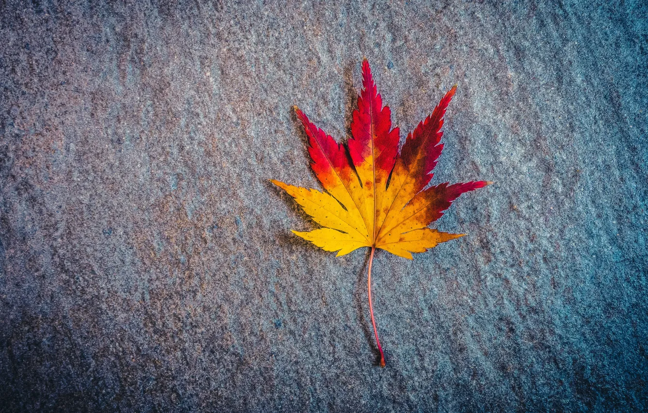 Фото обои осень, поверхность, лист, кленовый