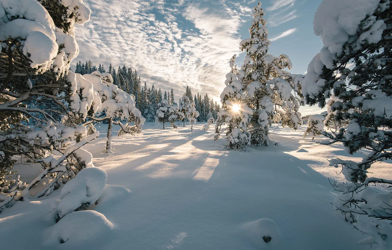 Фото обои зима, небо, солнце, облака, лучи, снег, деревья, пейзаж