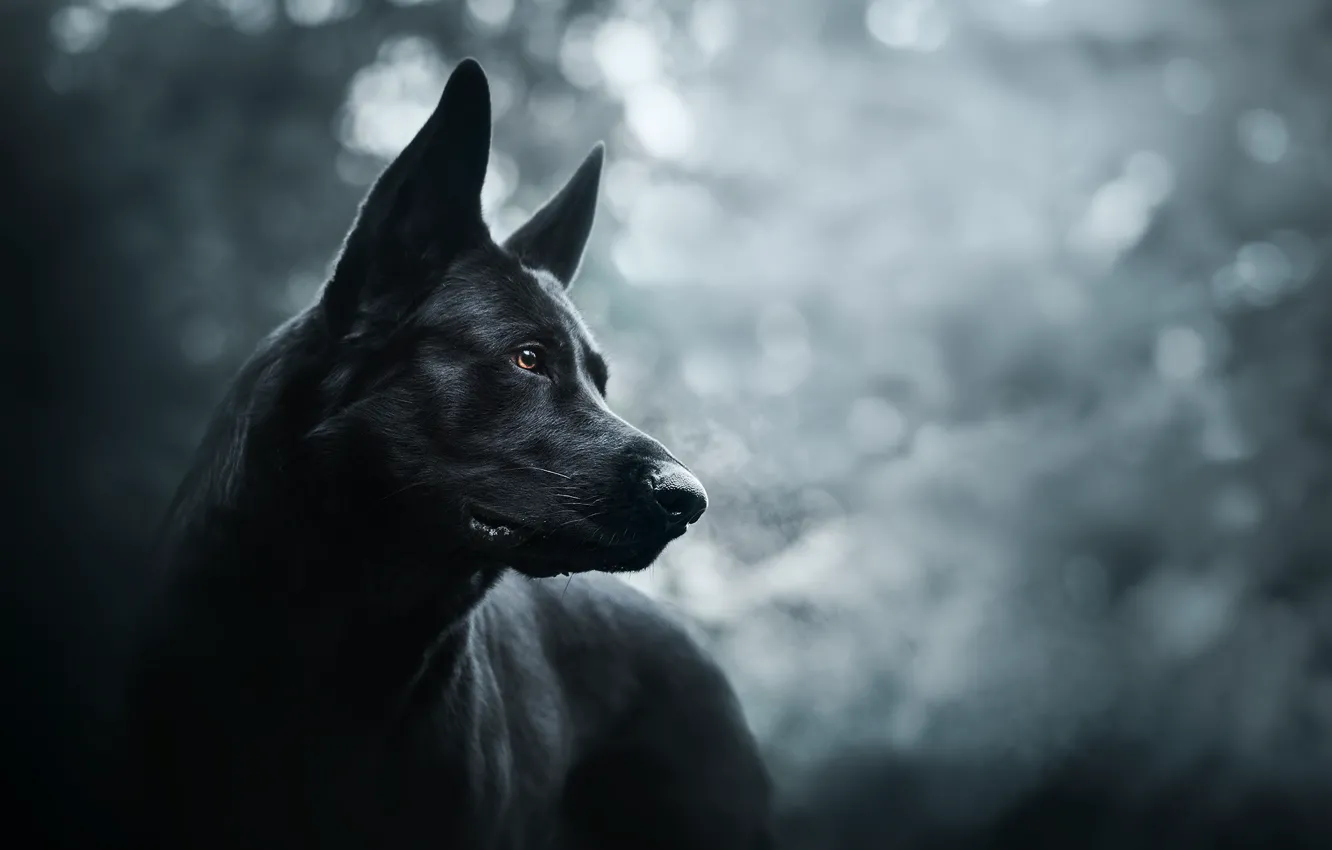 Фото обои друг, собака, Prince of darkness