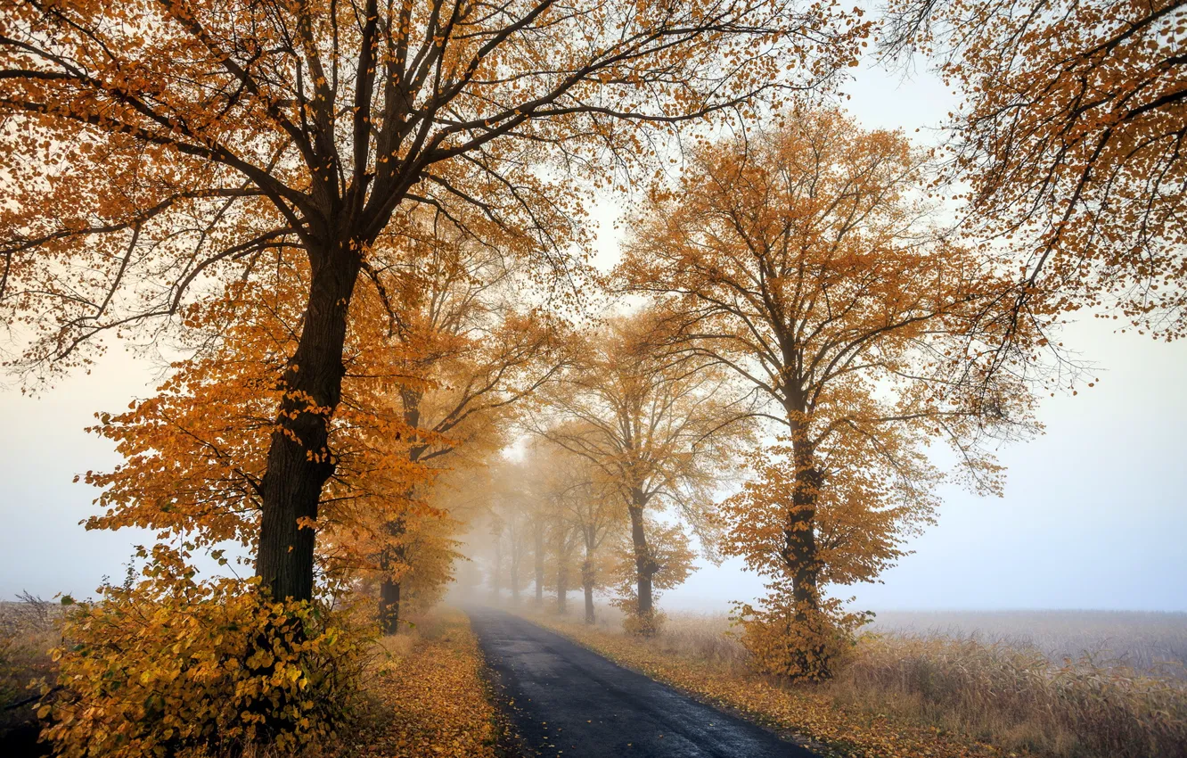 Фото обои Autumn, morning, foggy