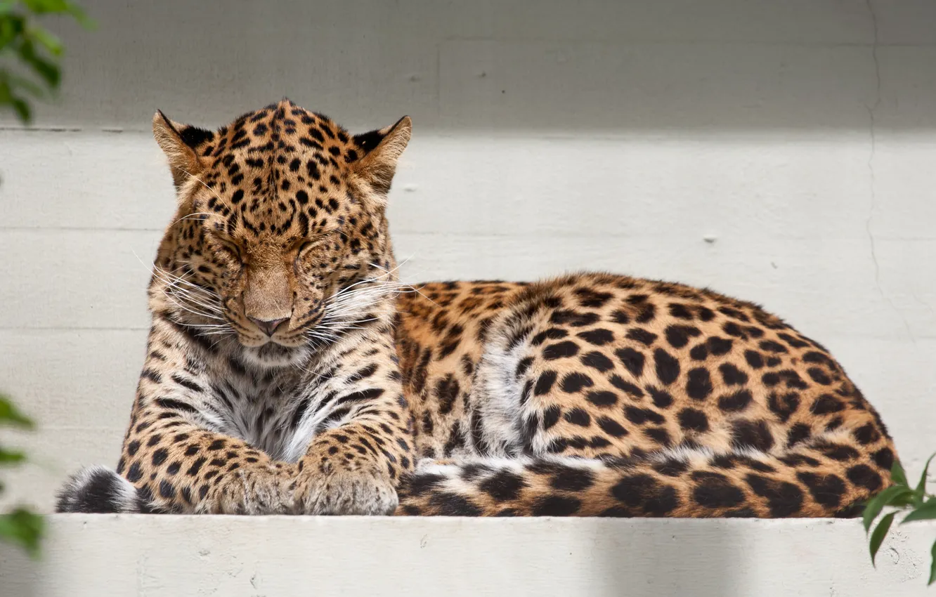 Фото обои кошка, леопард, амурский