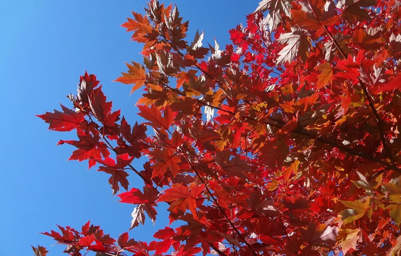 Фото обои осень, небо, листья, ветка, багрянец