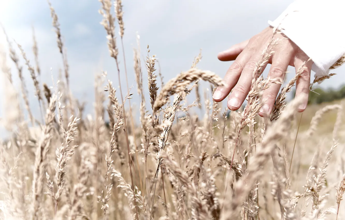 Фото обои поле, небо, трава, свет, человек, рука, пальцы