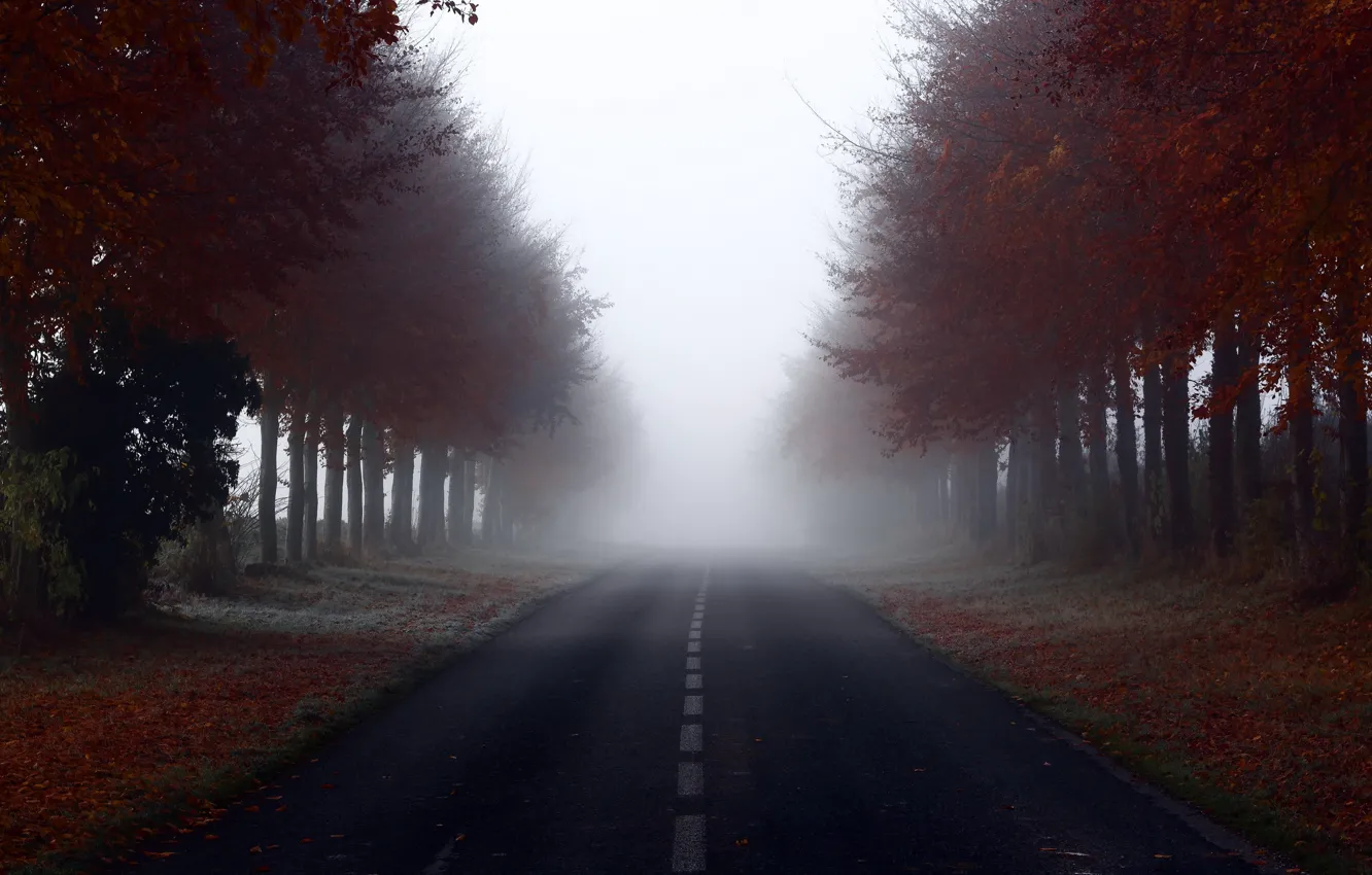 Фото обои дорога, деревья, пейзаж, туман
