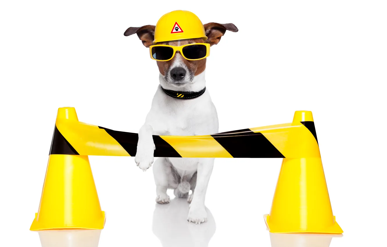 Фото обои собака, юмор, желтые, очки, белый фон, шлем, Джек-рассел-терьер, дорожные конусы