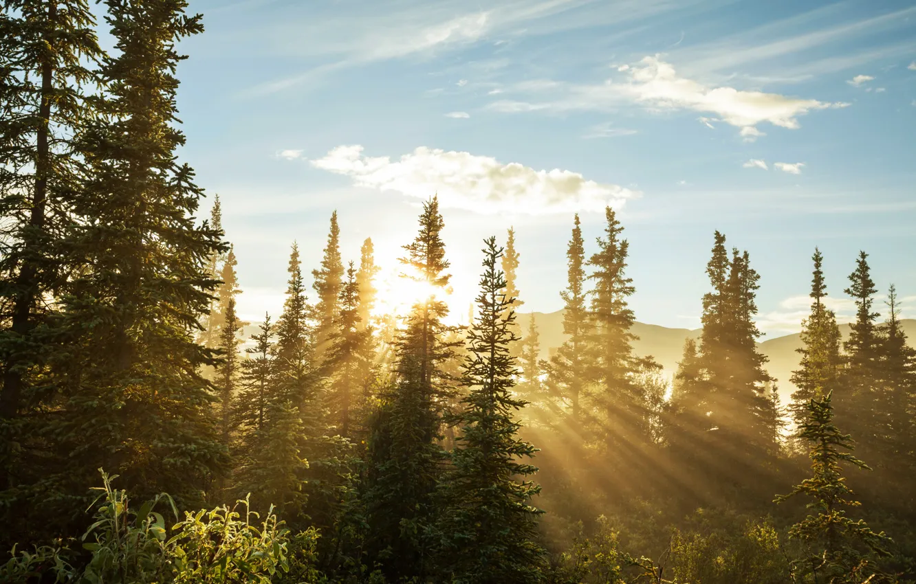 Фото обои лес, деревья, ели, лучи солнца