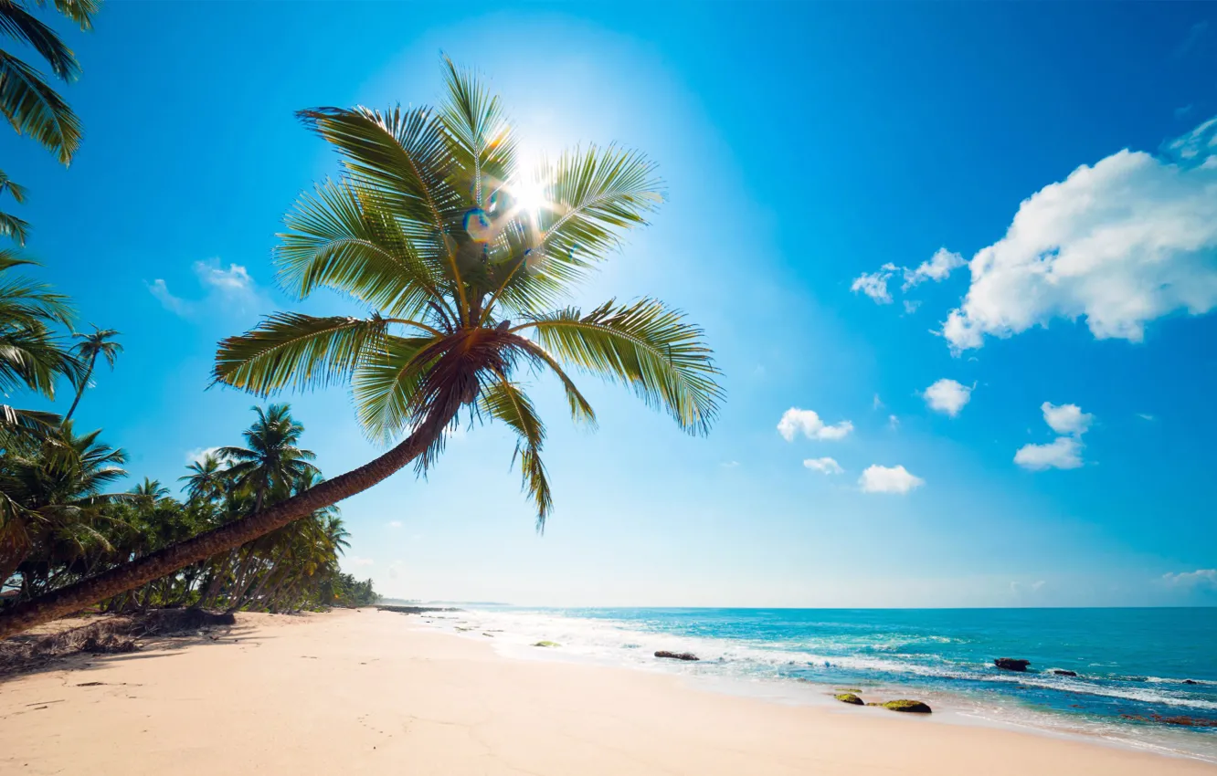 Фото обои пляж, тропики, пальмы, океан, берег