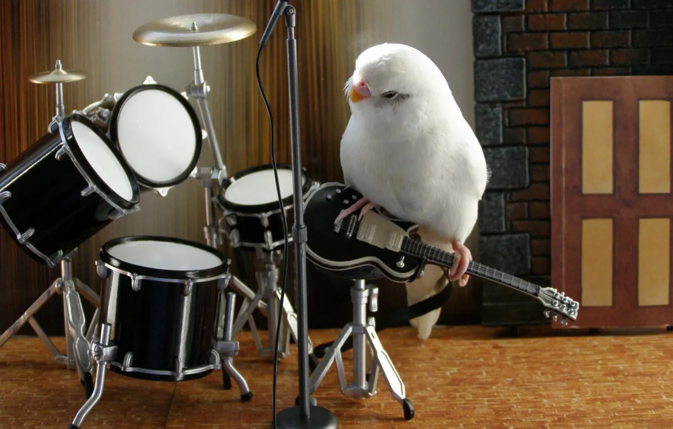 Фото обои music, white, animals, bird, parrot, band, nice