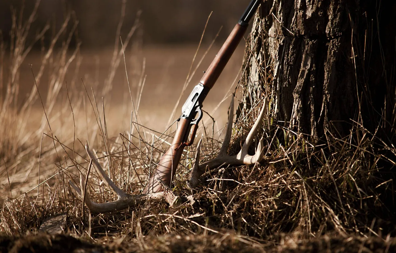 Фото обои gun, forest, western, rifle, winchestern